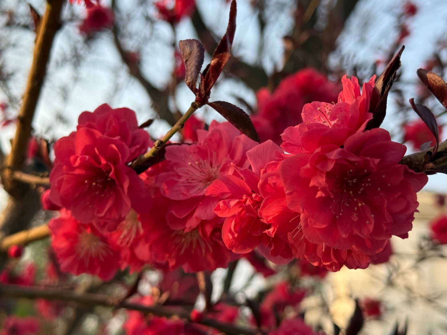 北京的春