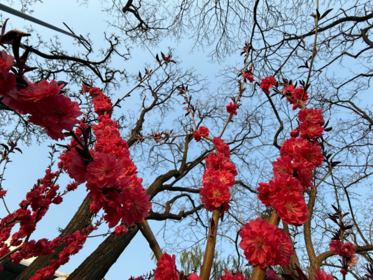 北京的春