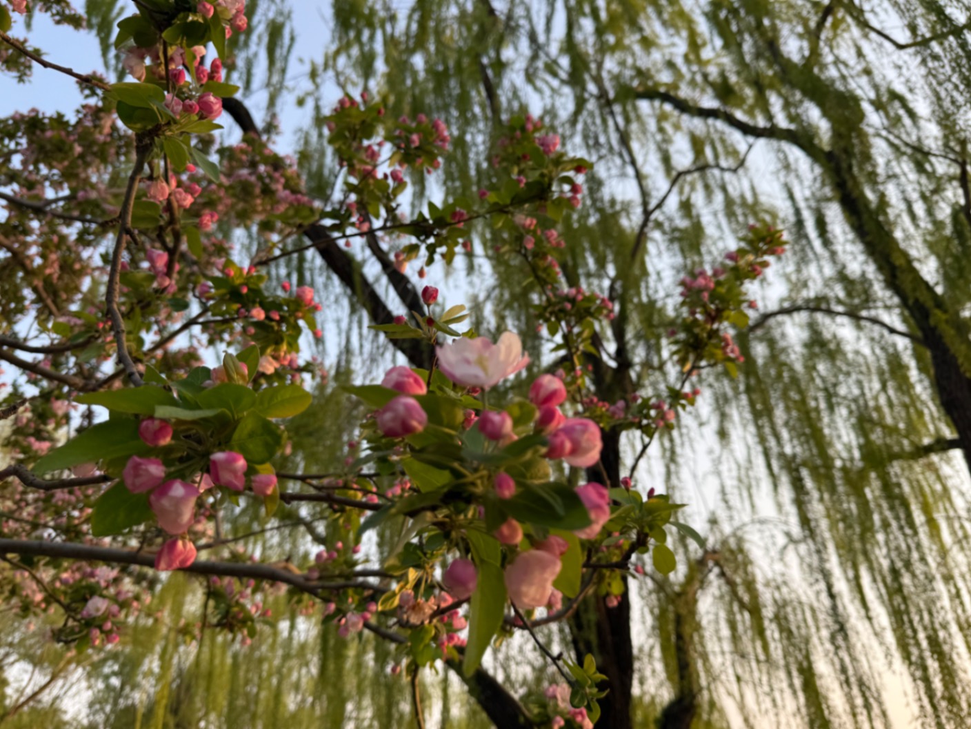 北京的春