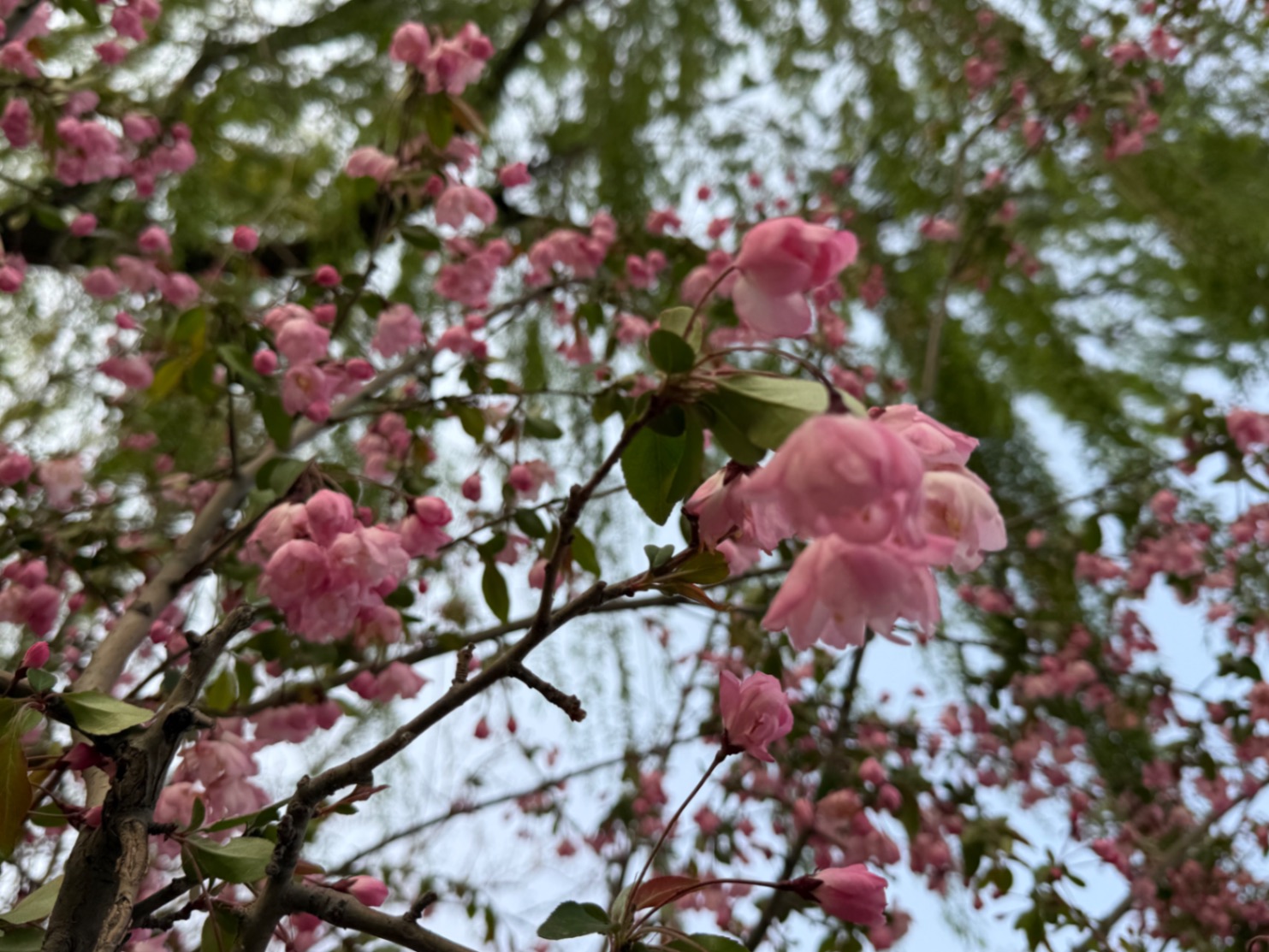 北京的春