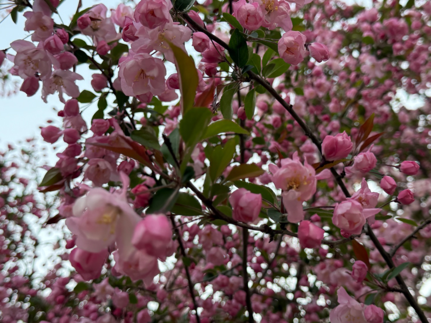 北京的春