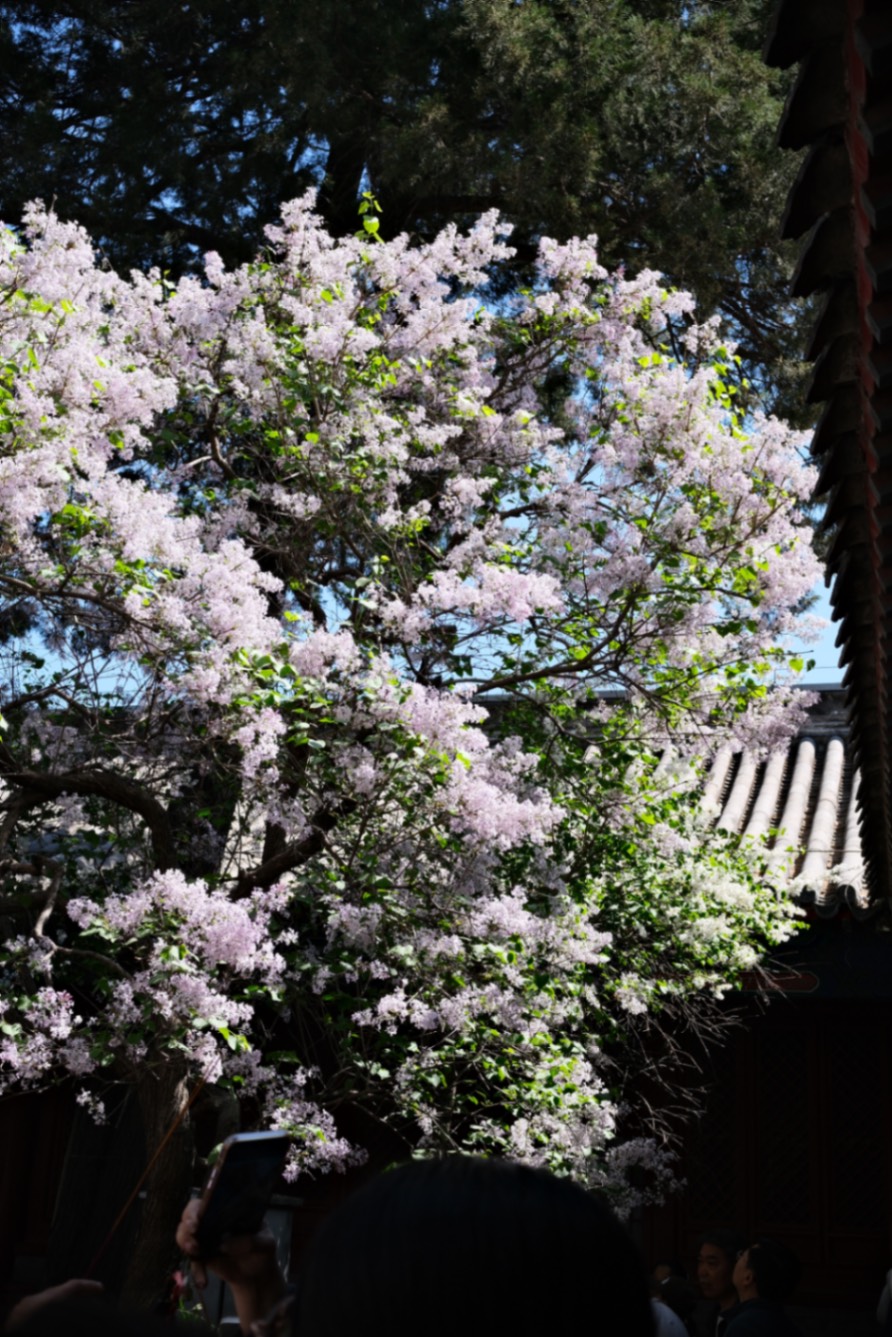 法源寺的火锅